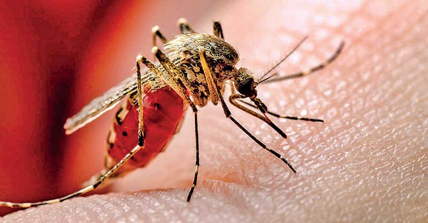 ඩෙංගු මාරයා යළි යළි හිස එසවීමේ අවදානමක්