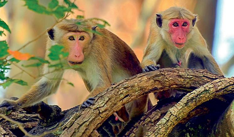 ලංකාවේ රිළා ගහනය වැඩිවෙලා තියෙනවා ලංකාවේ රිළා ගහනය වැඩිවෙලා තියෙනවා