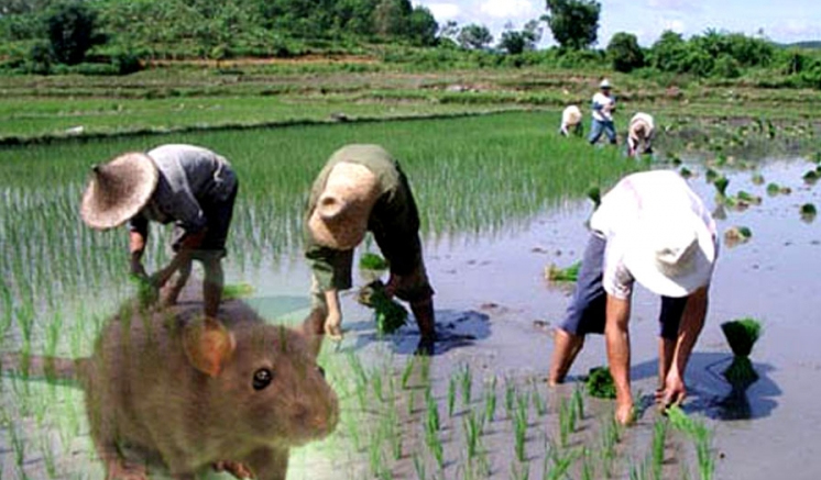 වවුනියාවේ මී උණ ශීඝ්ර ව්යාප්තියක වවුනියාවේ මී උණ ශීඝ්ර ව්යාප්තියක