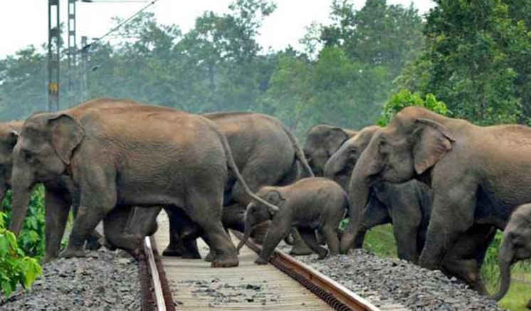 වනඅලි දුම්රියේ ගැටීම වැළැක්වීමට තීරණ රැසක් ගනී