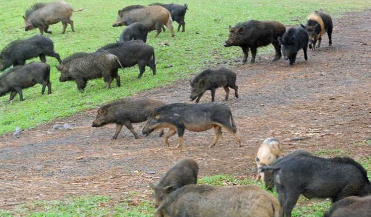 වගා හානි කරන – වල් ඌරන්ට වෙඩි තියන්න තමිල්නාඩු ආණ්ඩුවෙන් අවසර