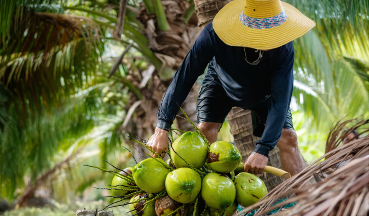 පොල් වගාකරුවන්ට පොහොර සහනාධාරය මේ මස අග සිට