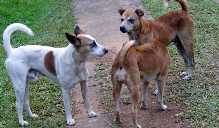 සුනඛ සපාකෑම් ඉහළට